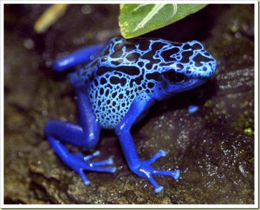 here is the colourful poison dart frog