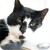 Image from the ASPCA Image from the ASPCA