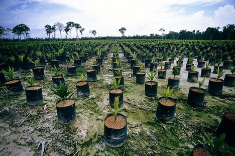 Destruction of Indonesian and Malaysian rainforests for palm oil plantations 