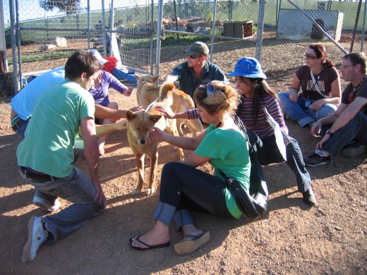 me with the dingo -- Australias National dog and some tourists