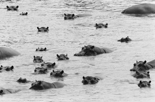 Herd of Hippos in Water