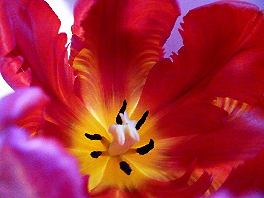 Interior photo of tulip - Gorgeous tulip...thank you Pat!