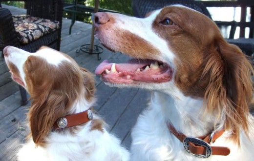 Looking Cool in their New Leather Collars 