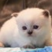 Dreaming Cherry profile image
