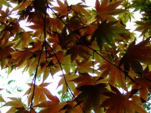 Fall leaves provide a colorful canopy. Photo taken by Marian Gagliardi
