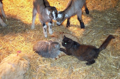 The short-eared kids are cross-bred with LaMancha goats.
