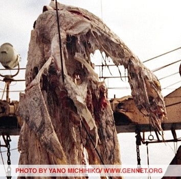 Dragon/Dinosaur pulled up by Japanese fishing vessel