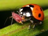 ladybird larvae and their adults, make massive inroads on aphid infestation. 