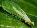 Lacewing Larvae can consume over 250 aphids 
