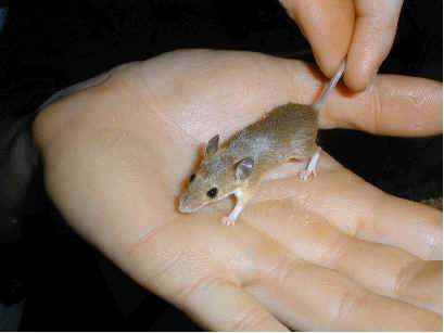 Here is a full grown pygmy mouse.The African Pygmy Mouse also known as just the pygmy mouse or pygmy mice is the smallest rodent of all. 