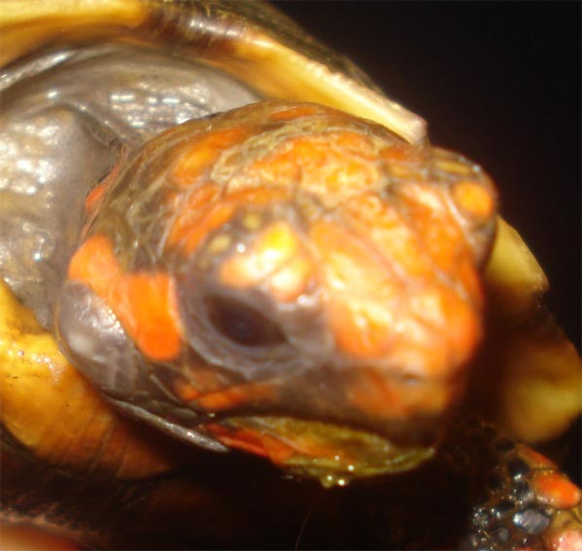 Common Health Problems With Red Footed Tortoises Pethelpful