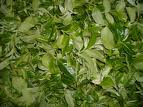 Freshly picked tea leaves