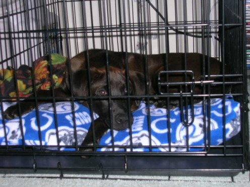Portable Wire Dog Kennel