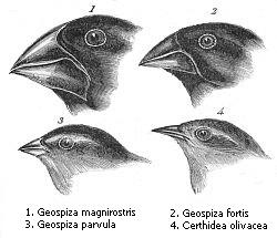 Some of the Galapagos finches which were so important to Darwin's thought