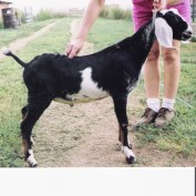 applegoat9 profile image