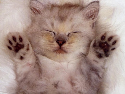 Have you ever seen a cat as cute as this one. 