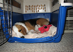 Comfy & Cozy in her Plastic Kennel ~ Flickr image by Cogdogblog