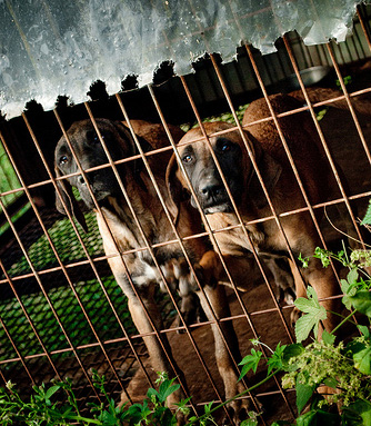 Outdoor Dog Pen with Top: Flickr image by Alshain49