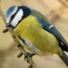 britishbirdlover profile image