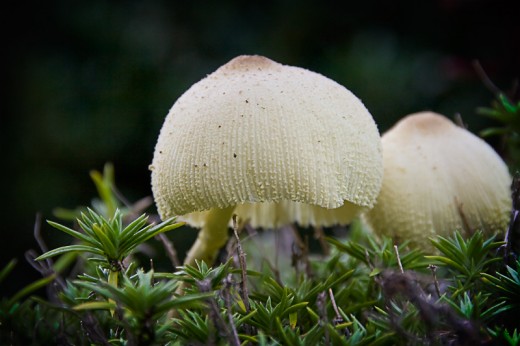 Mushrooms - even the fungus is beautiful