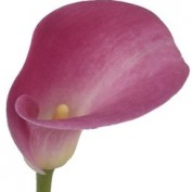 sandra_10 profile image