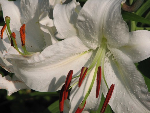 Lilies add beauty and fragrance to your perennial garden.