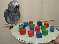 Alex Dr. Pepperberg's test parrot