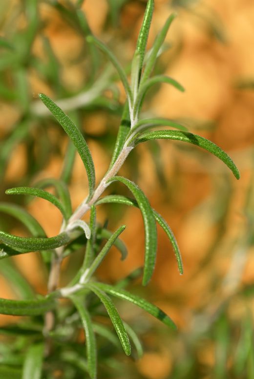 Rosemary...grow some in a pot on your patio!