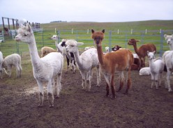 Alpacas - What are They Like?
