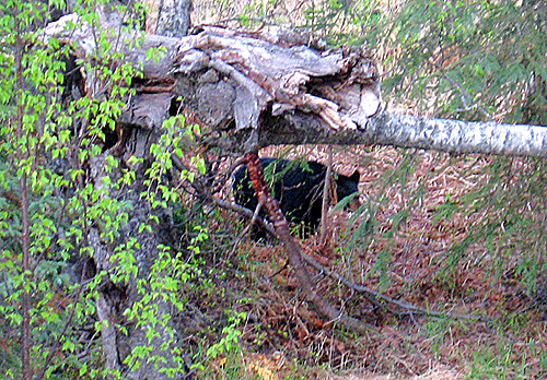 Bear approaching bait from cover.