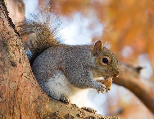 Squirrel Hunting 101: Tips and Tricks Squirrel Hunting 101: Tips and Tricks