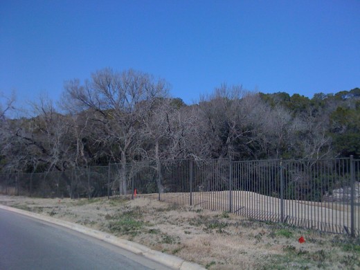 Cedar and Oak trees