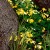 More wildflowers More wildflowers