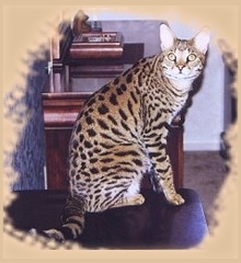 This beautiful Savannah cat is one that can be found at Select Exotics 