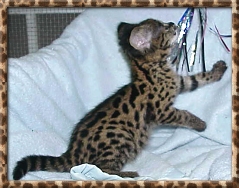 F1 Female Savannah kitten, Select Exotics