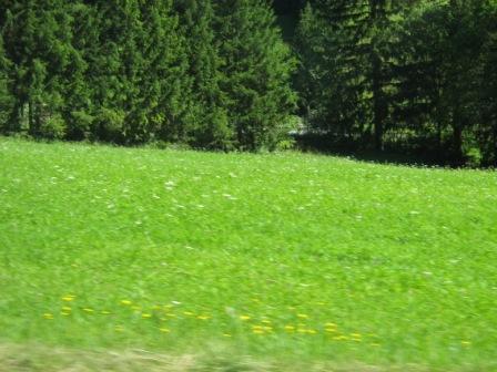 if you dream of seeing or standing in a grass may signify that you should be on guard of any deceit or dishonesty