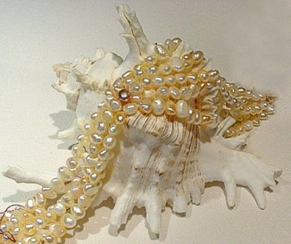 Exquisite gifts from the sea - sangson.com