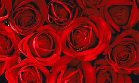 Red rose--the symbol of pure, romantic love