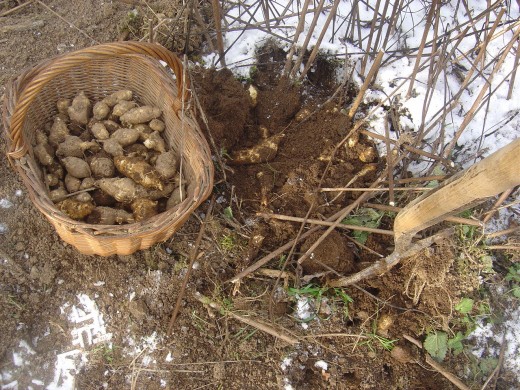 Dig up the roots in winter