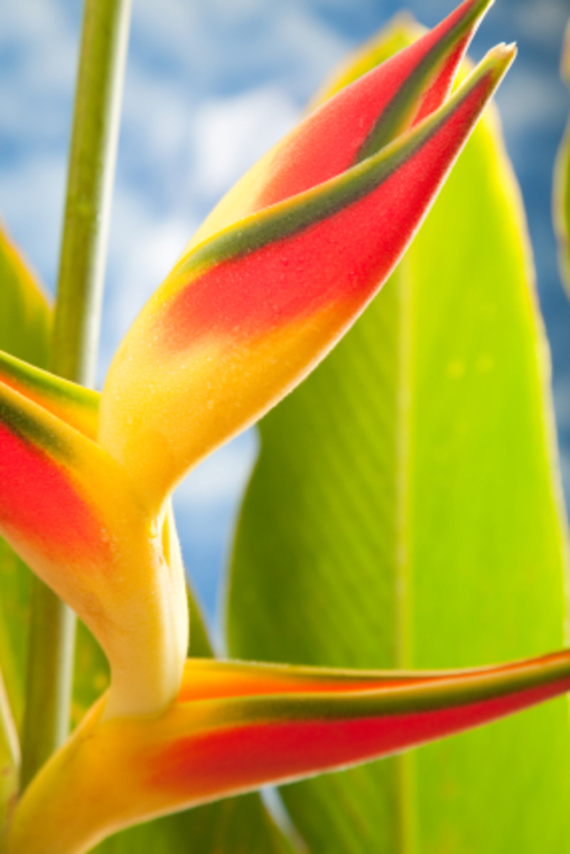 Hawaiian Flowers - Beautiful And Exotic | hubpages