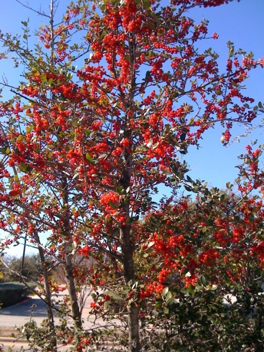 Other local trees and bushes!