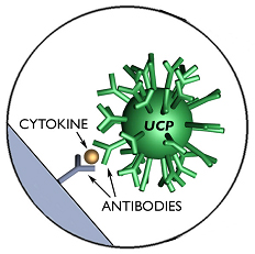 Cytokine Receptor
