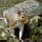 greysquirrel profile image
