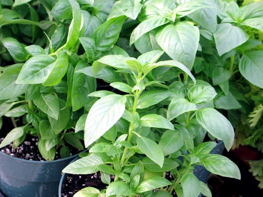 Basil growing in pots.