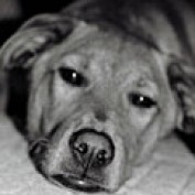 calmingdog profile image