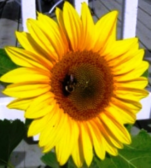 Bee and sunflower, Bob Ewing photo