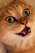 Catnip Kitty: Why Do Cats Like Catnip? Watch the Catnip Video!