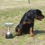 Kayara Haiden Vom Heldenhaft, VP-1 ECRK show 03/07, 4-6 month males, shown under Gerard O'shea Kayara Haiden Vom Heldenhaft, VP-1 ECRK show 03/07, 4-6 month males, shown under Gerard O'shea