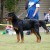 Azzo Vom Heldenhaft, AIRK Nationals 2008, VP-5, 6-9 months, Shown Under Bill Alexander Azzo Vom Heldenhaft, AIRK Nationals 2008, VP-5, 6-9 months, Shown Under Bill Alexander