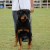 Azzo Vom Heldenhaft, AIRK Nationals 2008, VP-5, 6-9 months, Shown Under Bill Alexander Azzo Vom Heldenhaft, AIRK Nationals 2008, VP-5, 6-9 months, Shown Under Bill Alexander